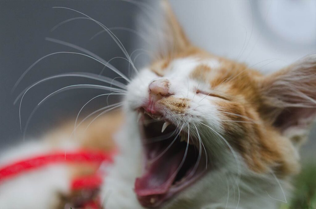 Zívající kočka